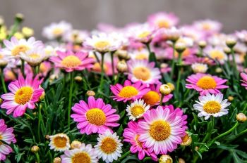 Chrysanten voor binnen en buiten