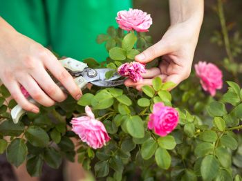 Dingen om te doen in je tuin in september