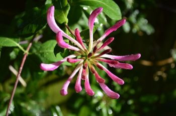 Kamperfoelie in geuren en kleuren