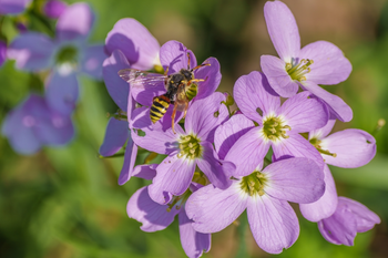 Maak met Pinksteren je eigen bloemweide!