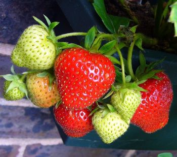 Wat te doen in de tuin in mei?