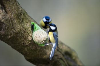 Vogeltjes in de tuin