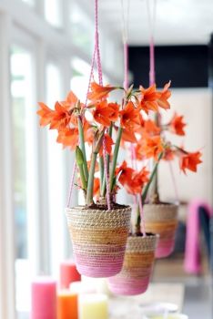 Woonplant van de maand december: de Hippeastrum