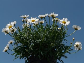 Moeders in de bloemen