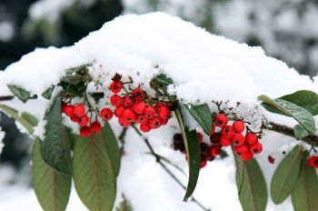 Wat te doen in de tuin in december?