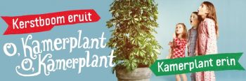 Kerstboom eruit? Kamerplant erin!