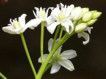 Wat te doen in de tuin in februari?