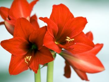 De Amaryllis