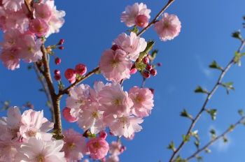 Haal de lente in huis met bloesemtakken!