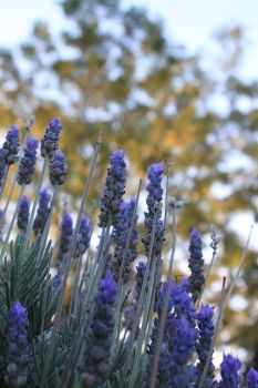 Lavendel: topper in huis, tuin en keuken