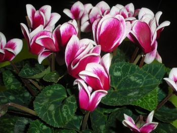 Cyclamen binnen én buiten