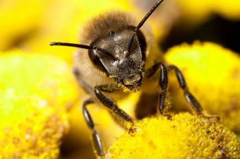 Een bij- en vlindervriendelijke tuin