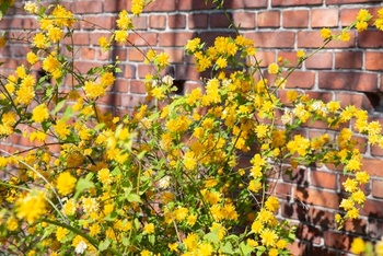 Paasgele bloemen voor binnen en buiten