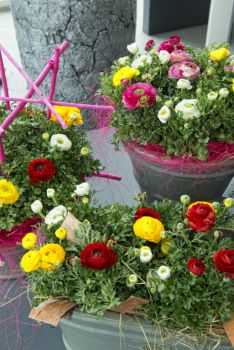 Ranunculus Sprinkles brengt voorjaar op uw balkon of terras!