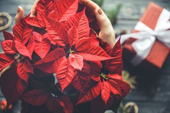 Tuincentrum vol kerststerren