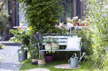 Tuinplant van de Maand juni: Zomerbloeiende vaste planten