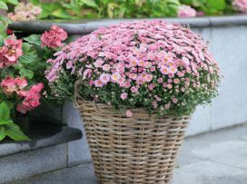 Tuinplant van de maand september: Bolchrysant