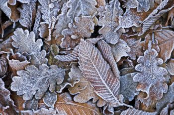 Wat te doen in de tuin in januari?