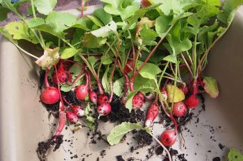 Zomerse moestuinklussen