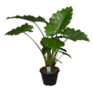 Alocasia Portodora