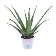 Aloe Vera Barbadensis