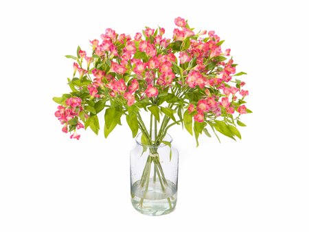 Alstroemeria