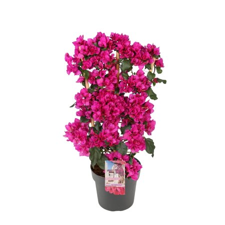 Bougainvillea Sanderiana