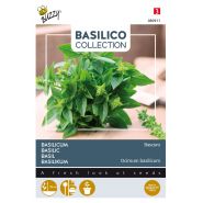 Buzzy® Basilicum Bascuro - afbeelding 1