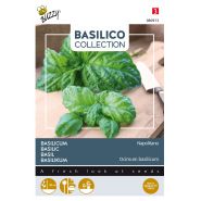 Buzzy® Basilicum Napolitano - afbeelding 1