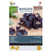 Buzzy® Basilicum Purple Ruffles - afbeelding 1