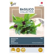 Buzzy® Basilicum Thai - afbeelding 1