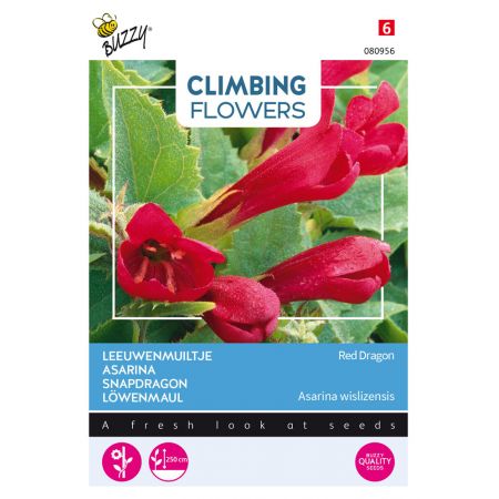 Buzzy® Climbing Flowers, Asarina, Leeuwenmuiltje Red Dragon - afbeelding 1