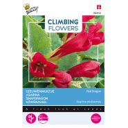 Buzzy® Climbing Flowers, Asarina, Leeuwenmuiltje Red Dragon - afbeelding 1