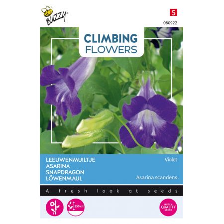 Buzzy® Climbing Flowers, Asarina Violet - afbeelding 1