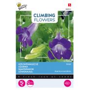 Buzzy® Climbing Flowers, Asarina Violet - afbeelding 1