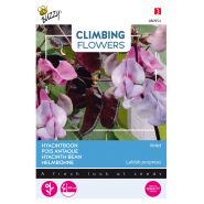 Buzzy® Climbing Flowers, Dolichos lablab, Hyacinthboon - afbeelding 1