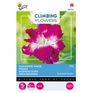 Buzzy® Climbing Flowers, Ipomoea Dubbel Rose - afbeelding 1