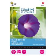 Buzzy® Climbing Flowers, Ipomoea Knowlians Black - afbeelding 1