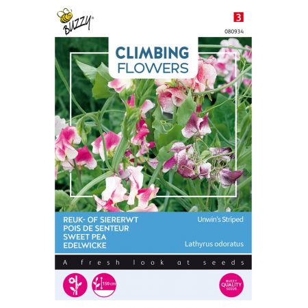 Buzzy® Climbing Flowers, Lathyrus Unwin's Striped - afbeelding 1