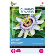 Buzzy® Climbing Flowers, Passiebloem Blauw - afbeelding 1