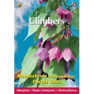 Buzzy® Climbing Flowers, Rhodochiton, Purple Bells - afbeelding 1