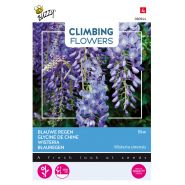 Buzzy® Climbing Flowers, Wisteria, Blauwe regen - afbeelding 1