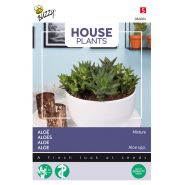 Buzzy® House Plants Aloë gemengde soorten - afbeelding 1