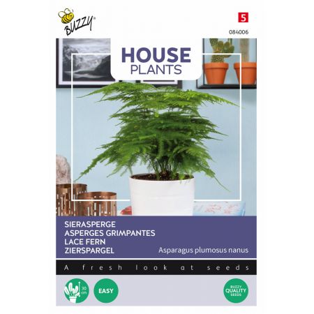 Buzzy® House Plants Asparagus, Sierasperge - afbeelding 1