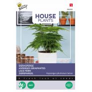 Buzzy® House Plants Asparagus, Sierasperge - afbeelding 1