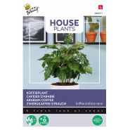 Buzzy® House Plants Coffea Arabica, Koffieplant - afbeelding 1