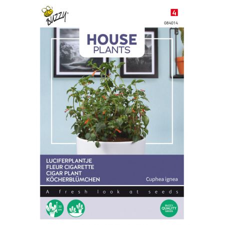 Buzzy® House Plants Cuphea, Luciferplantje - afbeelding 1