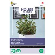 Buzzy® House Plants Cuphea, Luciferplantje - afbeelding 1