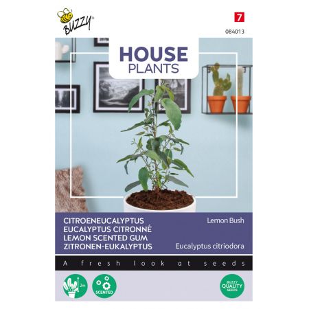 Buzzy® House Plants Eucalypthus, Lemon Bush - afbeelding 1