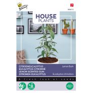 Buzzy® House Plants Eucalypthus, Lemon Bush - afbeelding 1